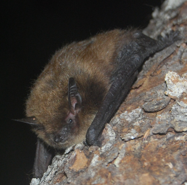 A little brown bat A brown bat