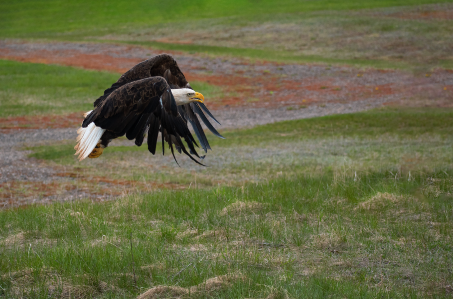This mature female eagle takes flight after spending 10 months recovering from injury. Photo by Jenna Kenney An eagle flies away