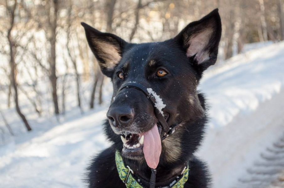 Boo shows off her pearly whites on a snowy day. Photo: David Taylor Boo shows off her pearly whites on a snowy day. Photo: David Taylor