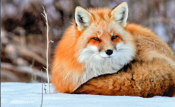 Mammals of Prince Edward Island and Adjacent Marine Waters is published by Island Studies Press A fox in the snow