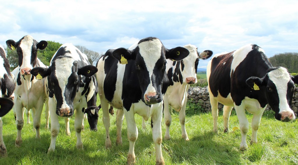 Dairy cattle graze in a field. Dairy cattle graze in a field.