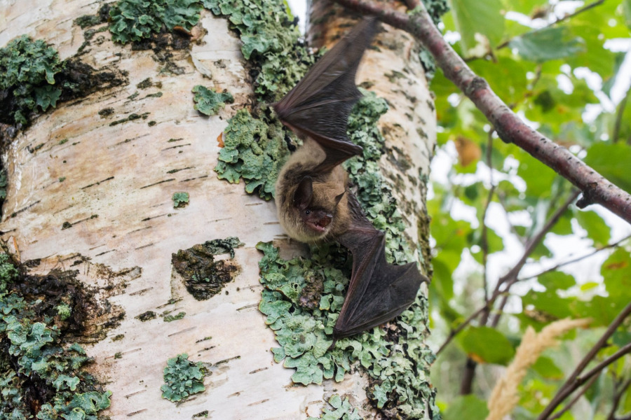 A little brown bat. Photo: Jordi Segers A little brown bat. Photo: Jordi Segers