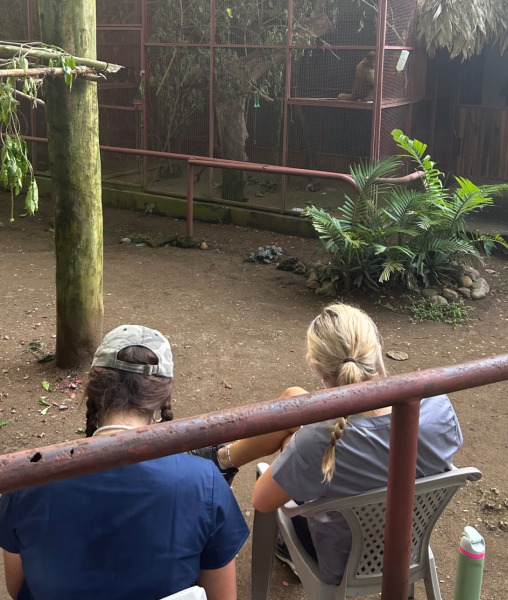 Students observe a spider monkey for an enrichment project during the Loop Abroad’s Costa Rica Pre-Vet Wildlife Medicine program. Students observe a spider monkey for an enrichment project during the Loop Abroad’s Costa Rica Pre-Vet Wildlife Medicine program.